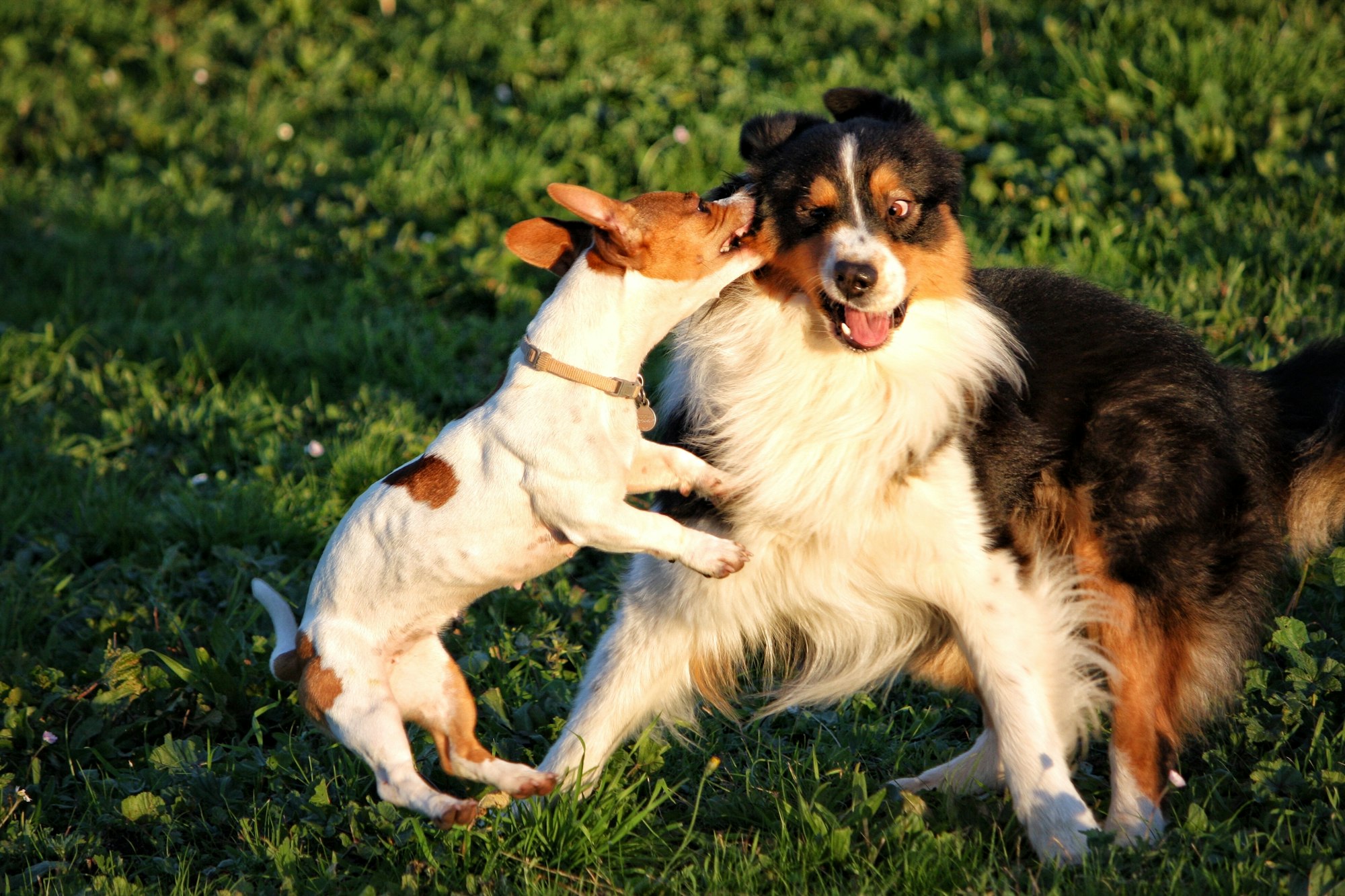 Morsure par un congénère chez le chien causes, symptômes, traitements.