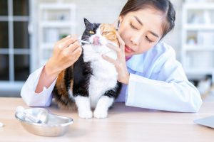 Compléments et médicaments : comment les administrer à mon chat ?