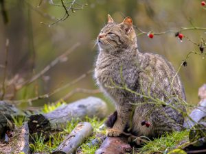 Voici 3 répulsifs efficaces pour éloigner les chats