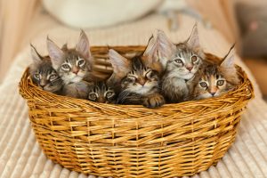 La mafia des chats : gare aux ventes illégales d'animaux