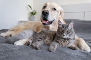 Amitiés canines : le beau message que nous délivrent les amitiés entre espèces
