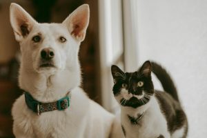 A cat and a dog together