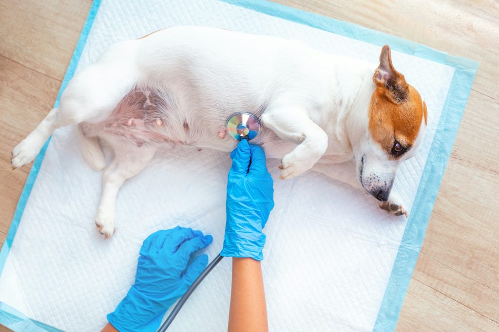 Intoxication au Valium chez le chien