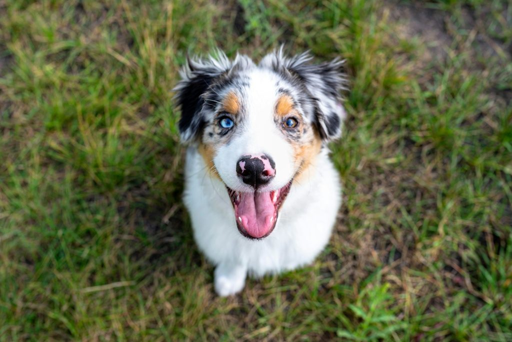 Australian Shepherd dog sitting on green grass with mouth open and tongue sticking out.