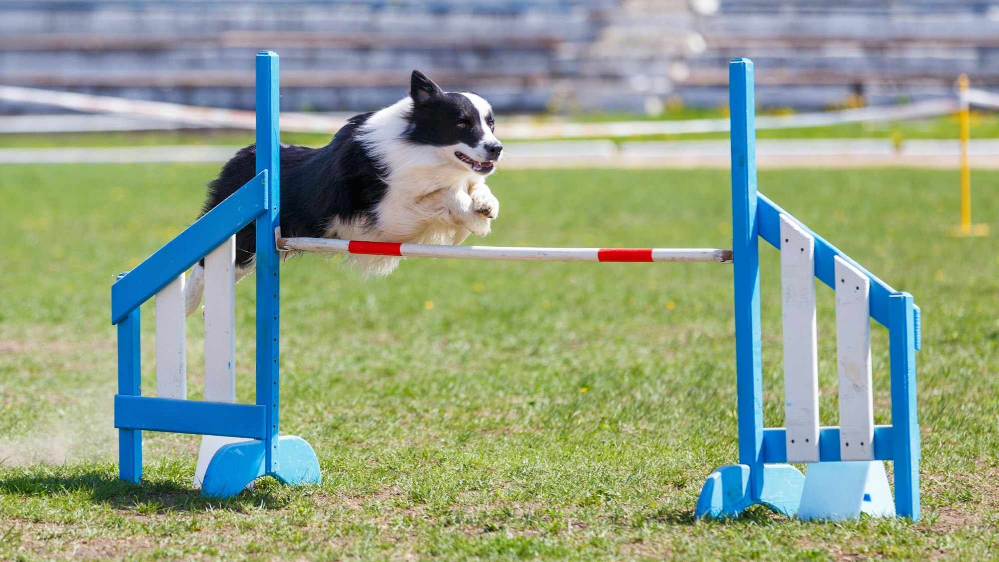 Chien en pleine action sur un parcours d'agility