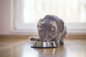 Un carnivore à la maison : 3 choses à savoir sur les besoins alimentaires de votre chat
