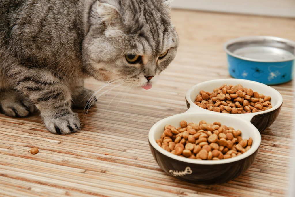 L'alimentation sèche pour chat : les croquettes ont croqué le monde
