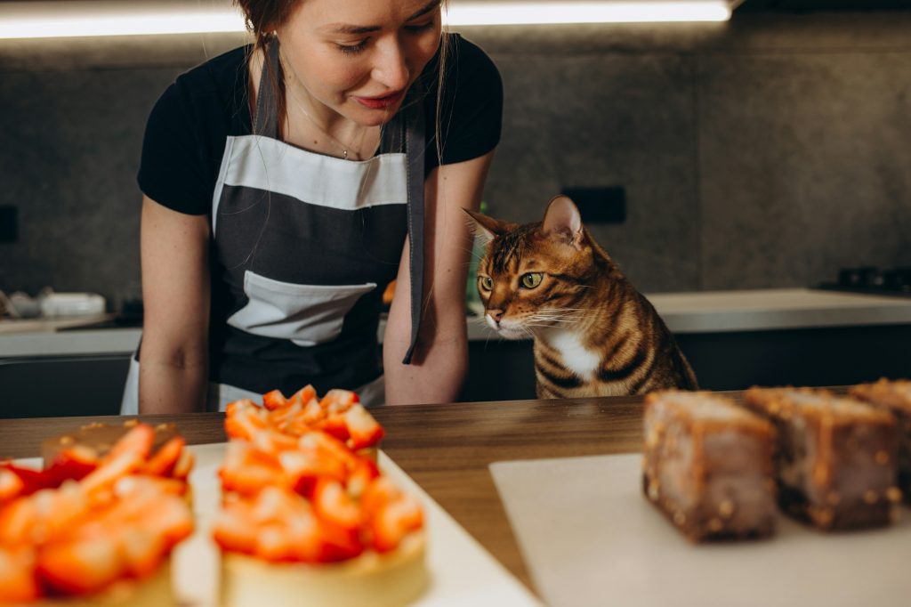 5 aliments à proscrire chez le chat. Risque d'intoxication !