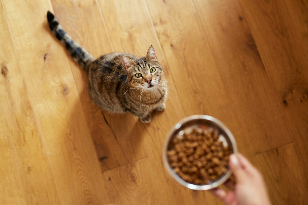 Que penser des croquettes pour chat sans céréales ?