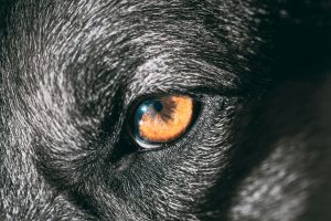 Pose de prothèse ophtalmique chez le chien