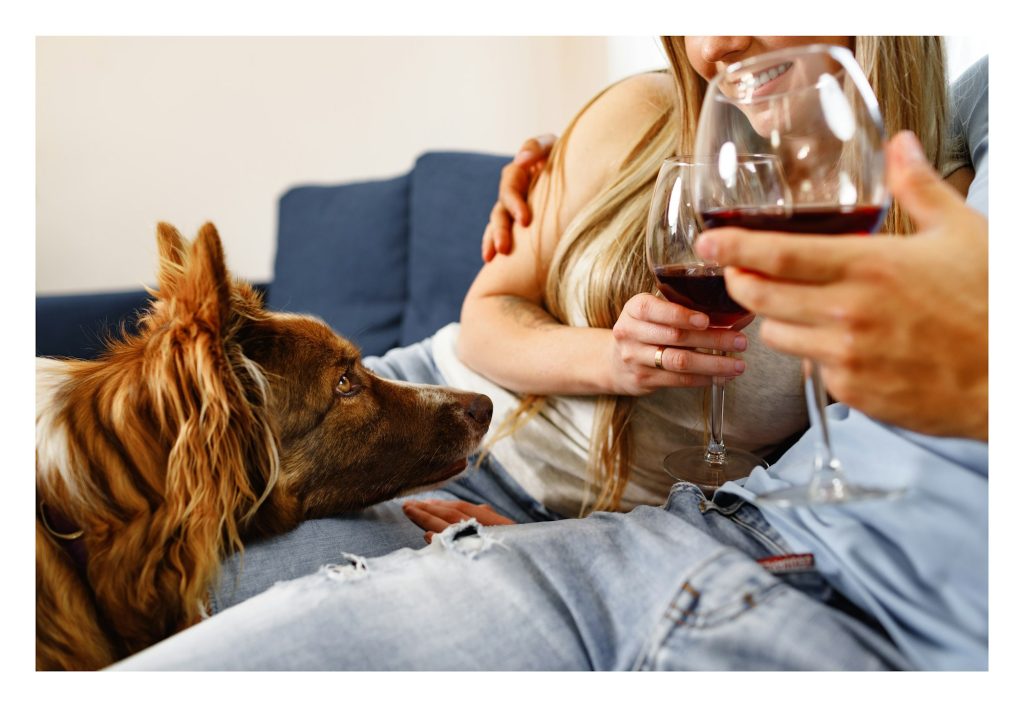 L'alcool est dangereux pour votre chien, même à petites doses