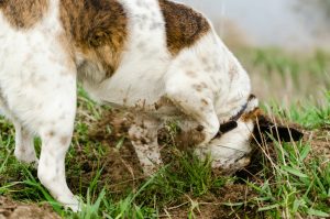 Ces 4 dangers menacent votre chien s'il aime explorer son environnement