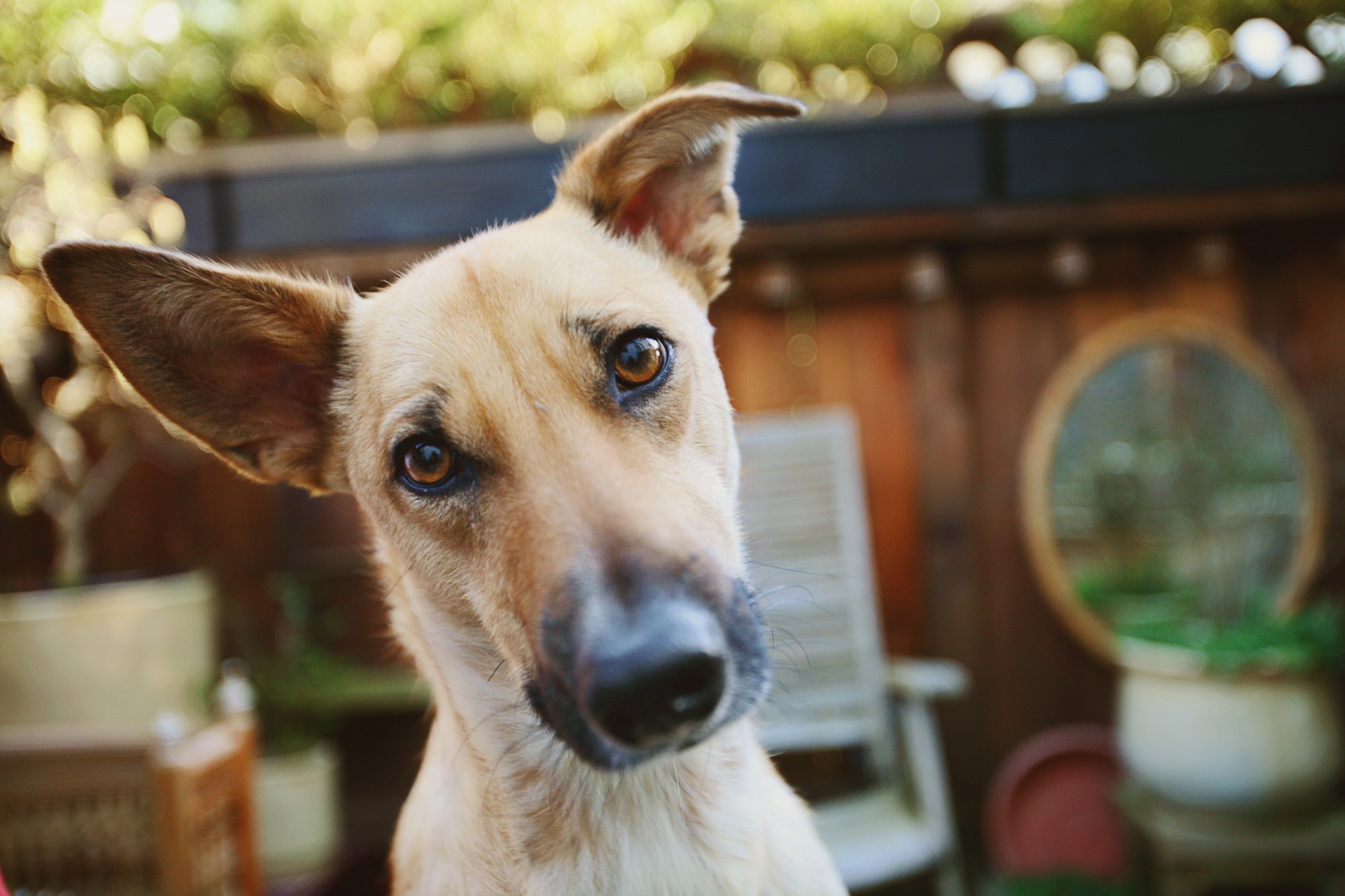 Syndrôme vestibulaire chez le chien causes, symptômes, traitements.