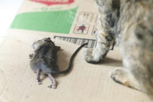 Un rat mort dans la maison ! Pourquoi mon chat me rapporte-t-il ses proies ?