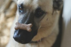 Education canine : ce qu'elle peut apporter à votre foyer