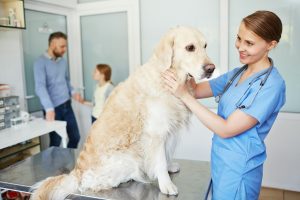 Que nourrir à mon chien en convalescence ?