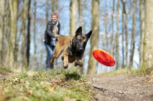 Ces 5 jouets populaires stimulent les chiens du monde entier