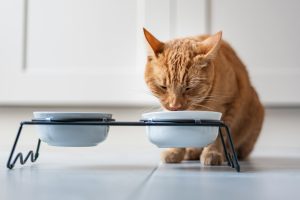 5 choses que vous devez savoir sur la nutrition du chat