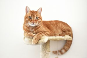 La prison dorée des chats : peuvent-ils passer leur vie à l'intérieur ?