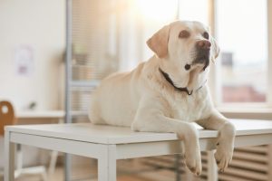 Dysplasie du coude chez le chien : on fait le point