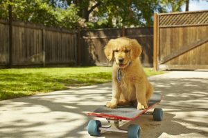 Cours d'éducation canine : vraie bonne idée ou attrape-nigaud ?