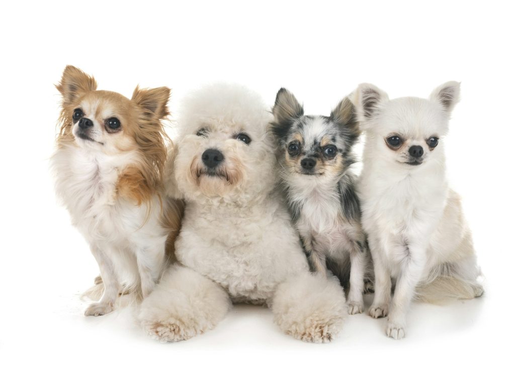 Top 5 des races de petits chiens affectueux