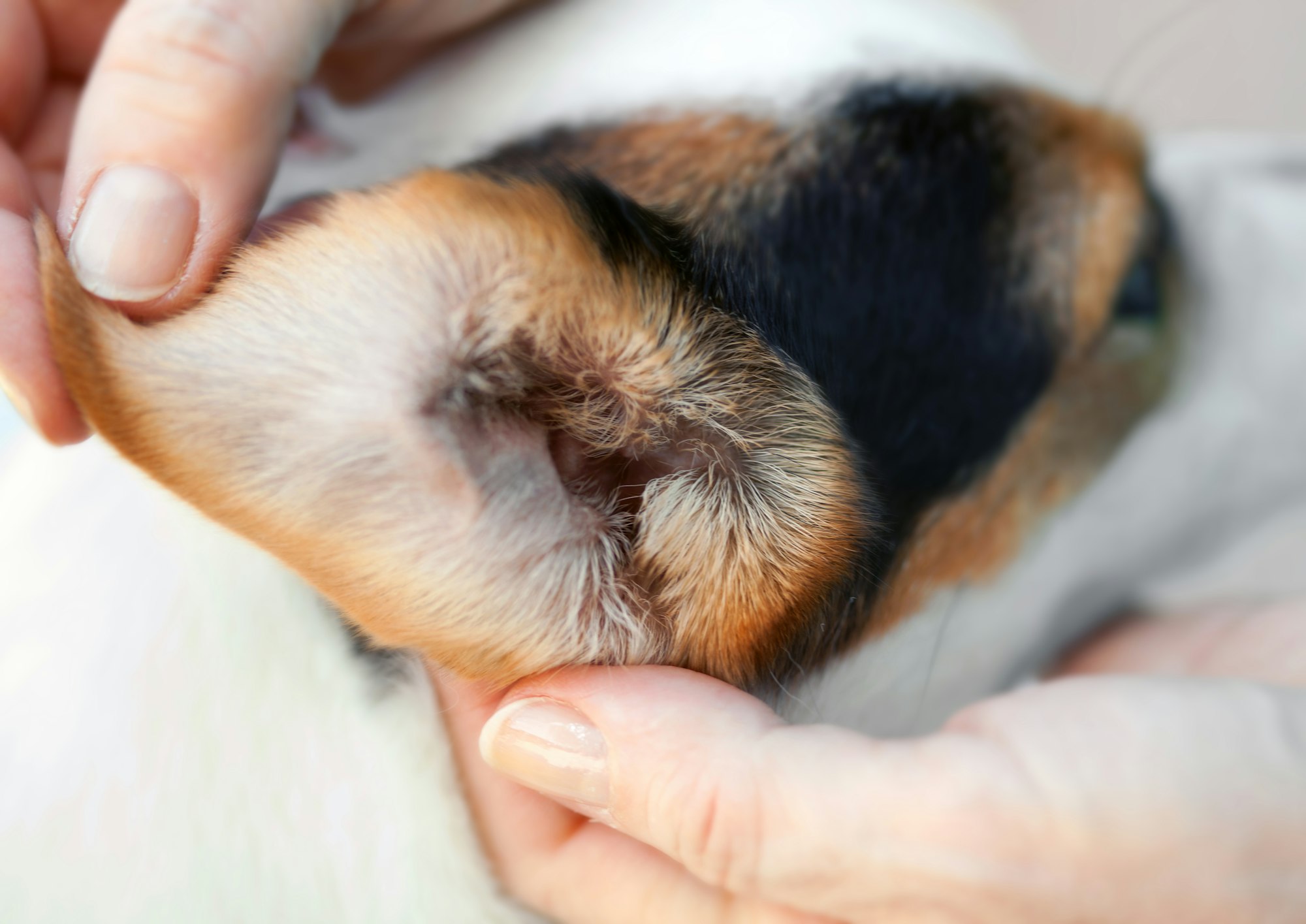 Otite moyenne chez le chien : causes, symptômes, traitements., image size:2000x1415