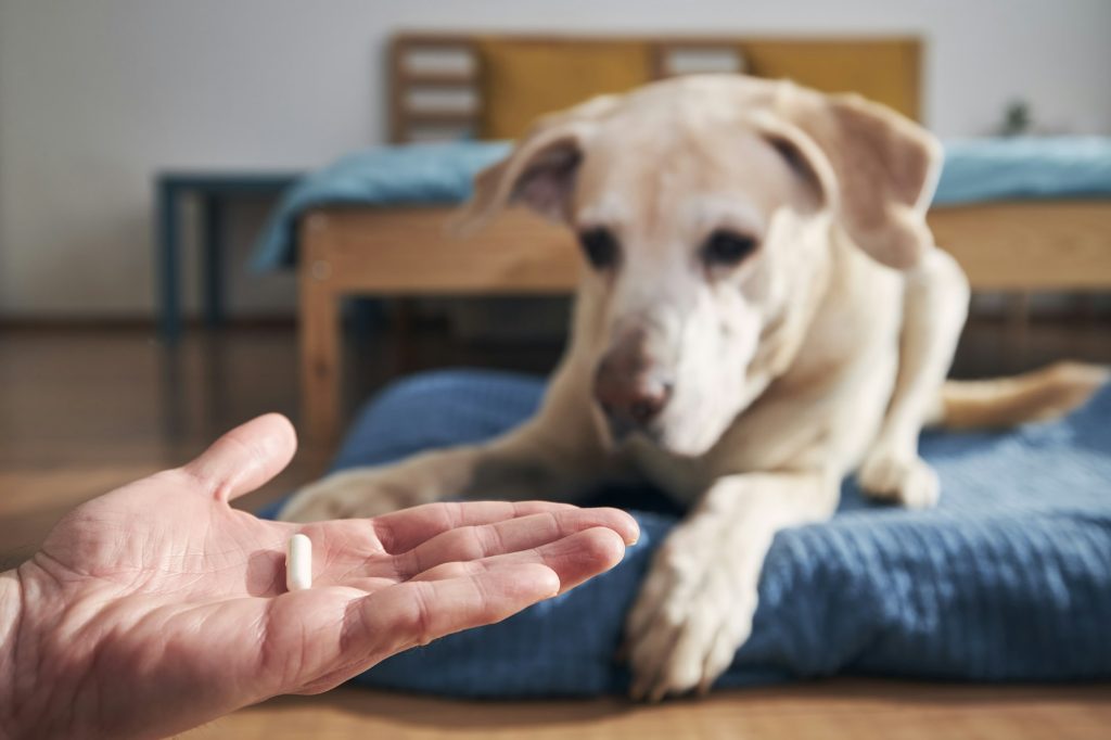 Intoxication au Lexomil chez le chien