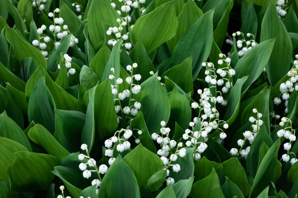 Intoxication au muguet chez le chien