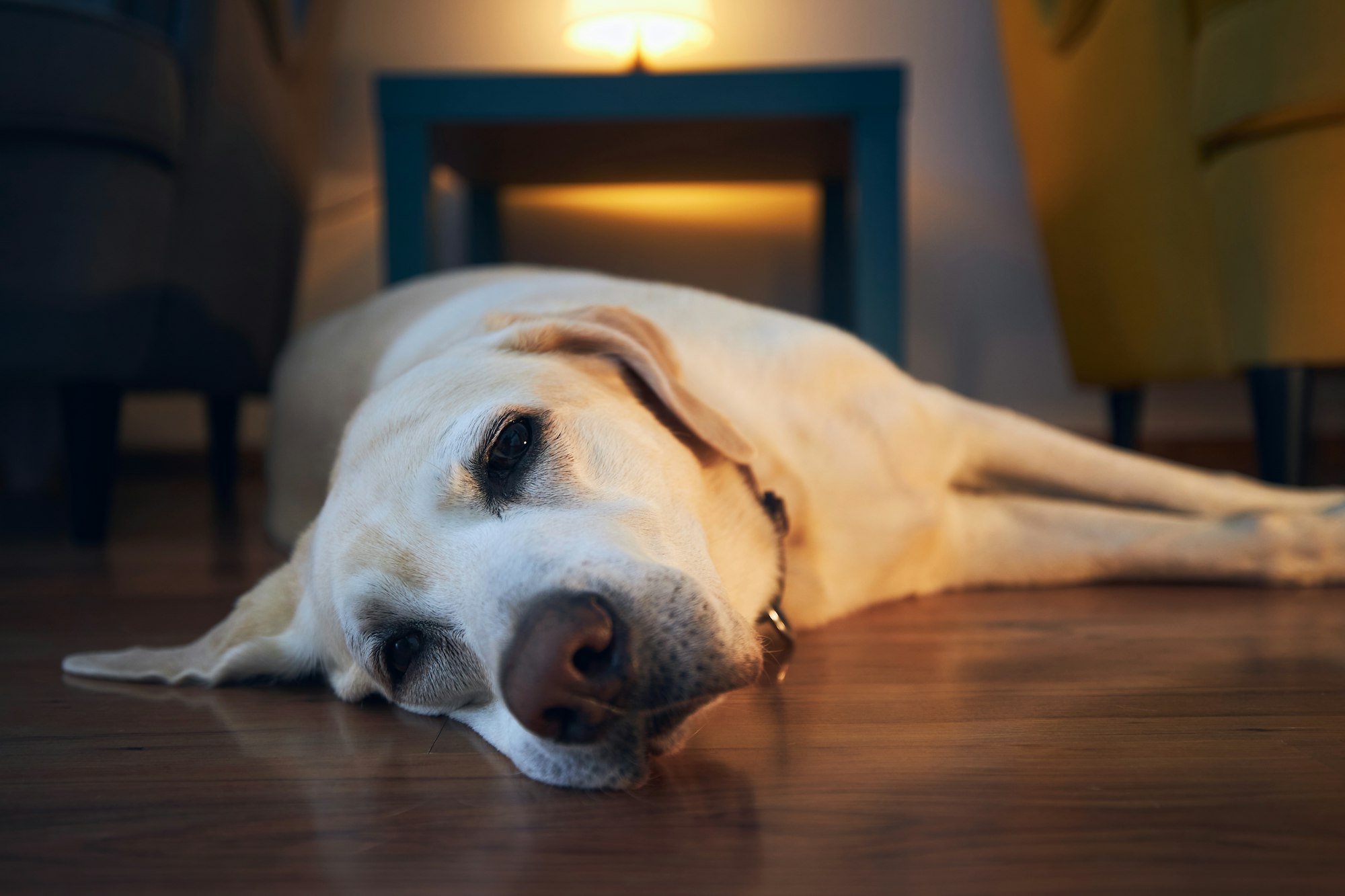 Mon chien a un lipome ! Comment réagir ? Goodflair