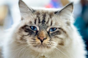 Surmonter la perte de son chat : 3 conseils pour passer le cap