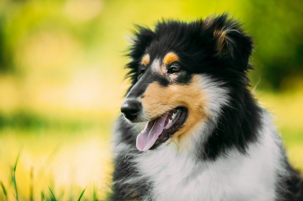 Tricolor Rough Collie Puppy, Funny Scottish Collie, Long-Haired