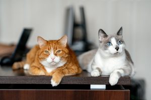 5 trucs faciles pour faciliter l’arrivée d’un chat supplémentaire dans un foyer