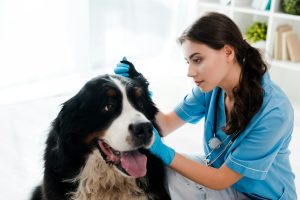 Guide pratique : voici les bons gestes pour nettoyer les oreilles de votre chien