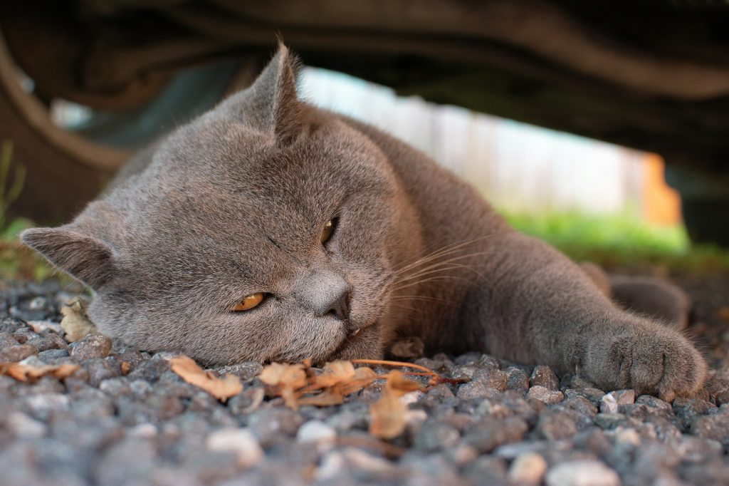 Accidents de la voie publique chez les chats : soyez vigilants cet été !