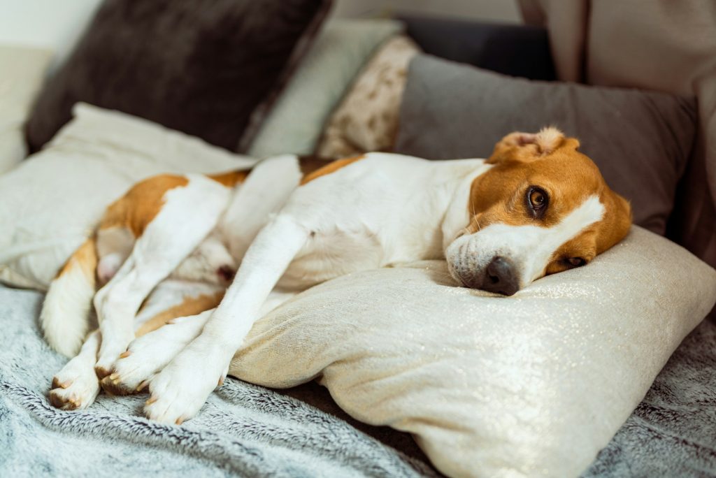 Ce chien n'avait que la peau sur les os quand un vétérinaire l'a sauvé