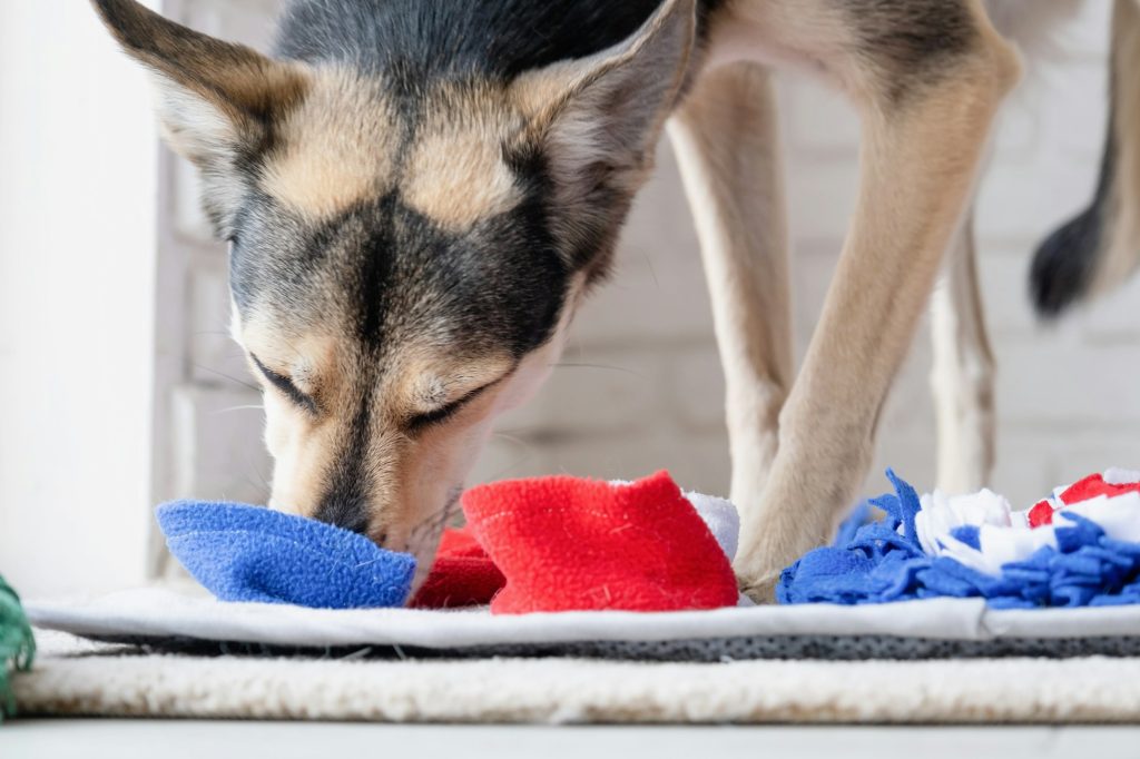 L'odorat du chien est si développé qu'il lui permet de déceler certains cancers par reniflage