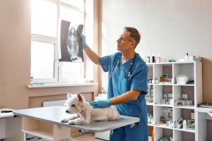 Consultation de pneumologie chez le chien