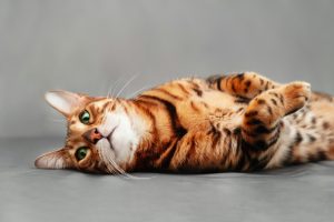 Le chat Bengal : on vous dit tout sur le léopard de nos maisons !