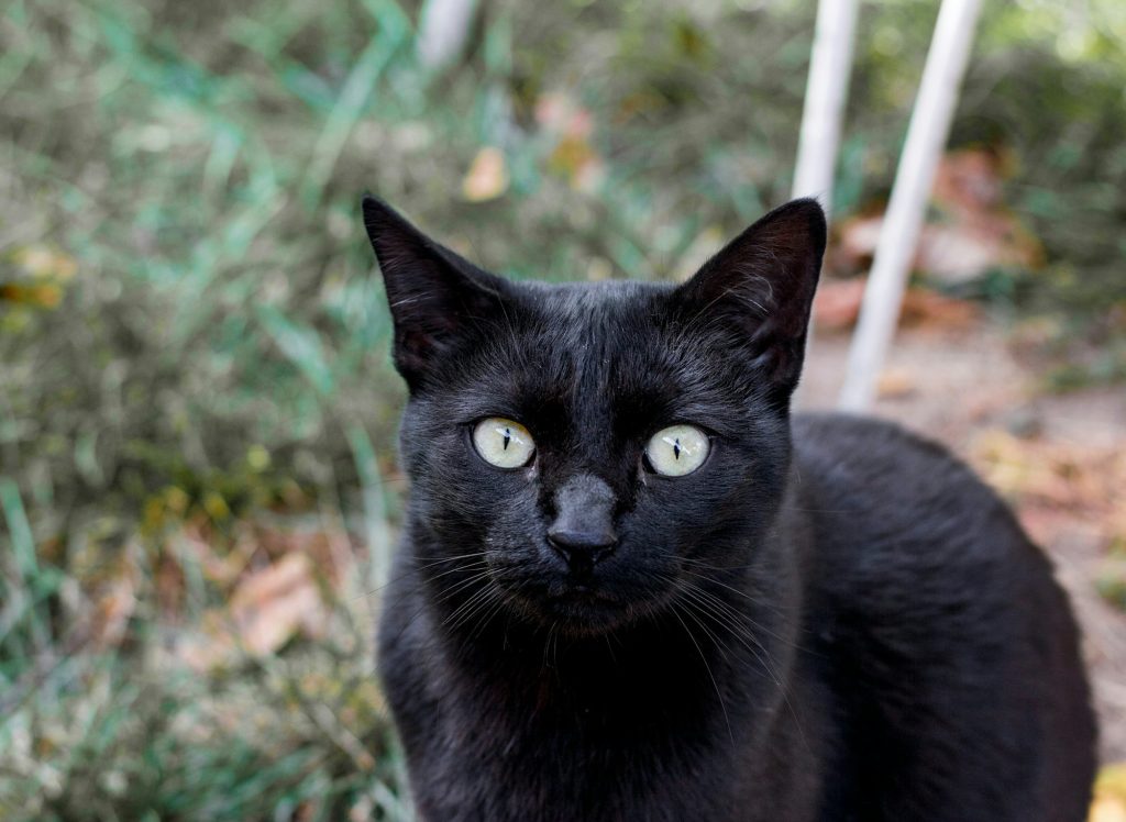 C'est la journée du chat noir ! Portent-ils vraiment malheur ?