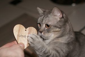 Fêtons notre amour des chats en cette journée mondiale de l'amitié !