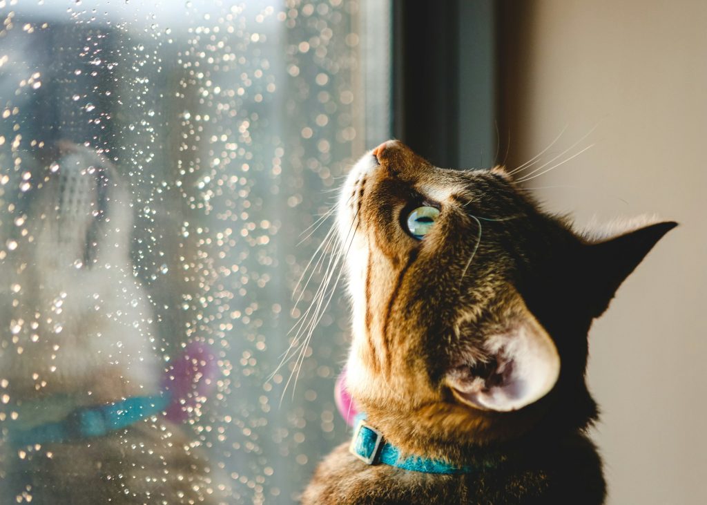 Votre chat est-il bien protégé en cas d'orage sur votre commune ?