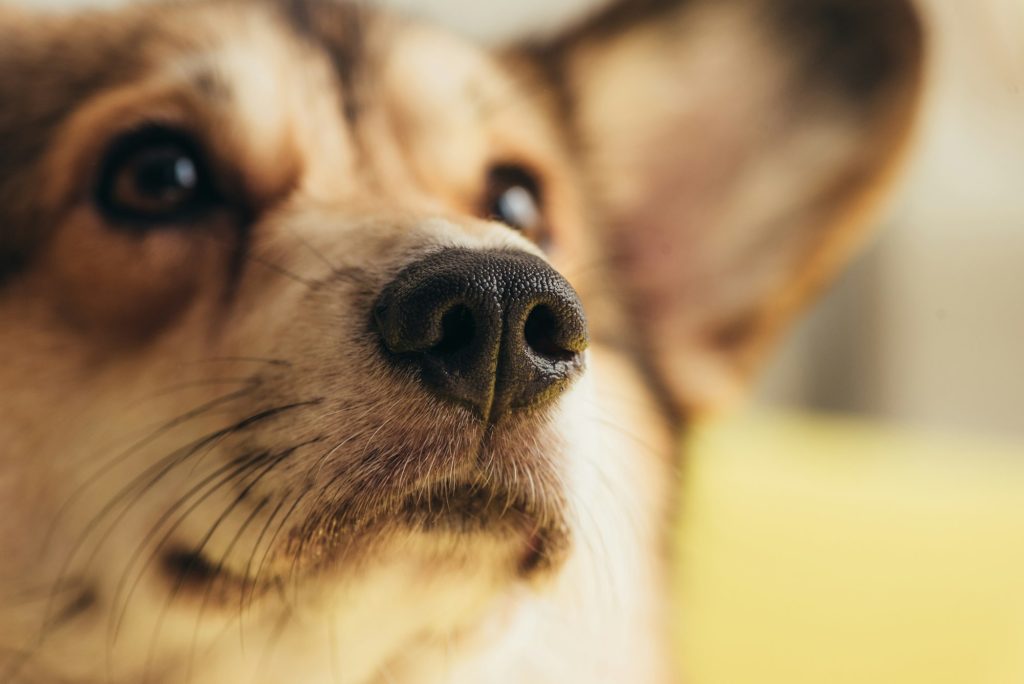 Fascinant ! L'empreinte de truffe est unique chez nos chiens, comme les empreintes digitales