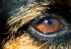 Injection intra-oculaire chez le chien