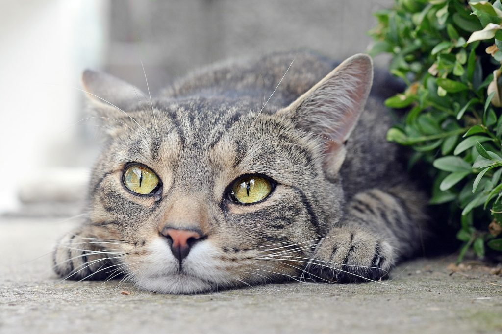 Votre chat est de signe astrologique cancer ? Voici ce qui l'attend ce mois-ci