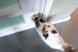 Les chats et les portes fermées : la porte ouverte à toutes les frustrations !