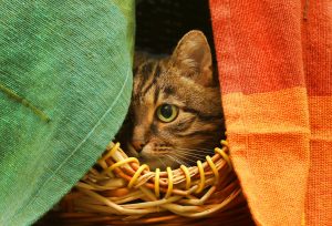 Le stress chez le chat : le détecter pour mieux le traiter