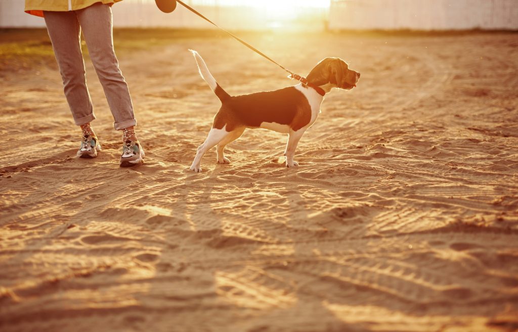 Retenez ces 5 choses si vous allez à la plage avec votre chien