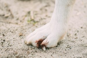 Mon chien s'est arraché une griffe : voici la marche à suivre