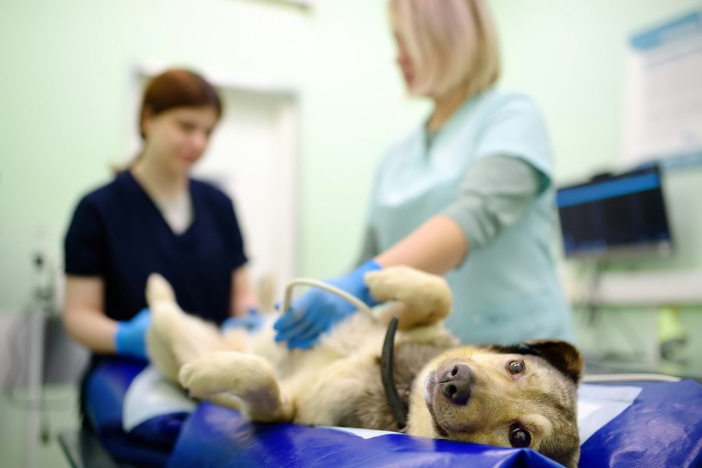 Chirurgie de l'estomac chez le chien